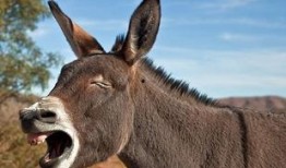 娱乐吃瓜酱驴叫,揭秘娱乐圈那些鲜为人知的幕后故事