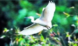 爱豆吃瓜娱乐白鹭,白鹭带你揭秘娱乐圈幕后故事