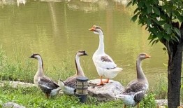 爱豆吃瓜娱乐白鹭,白鹭带你揭秘娱乐圈幕后故事