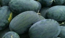 NGA娱乐吃瓜区,揭秘娱乐圈幕后故事，带你领略明星们的真实生活