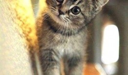 娱乐吃瓜酱小奶猫,揭秘娱乐圈那些不为人知的幕后故事