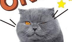 娱乐吃瓜君和猫,揭秘娱乐圈的萌宠趣事