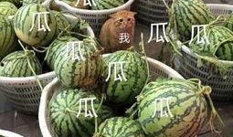 娱乐吃瓜的头像,吃瓜群众眼中的明星幕后故事