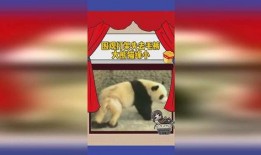 缘分娱乐吃瓜,吃瓜群众揭秘娱乐圈幕后真相