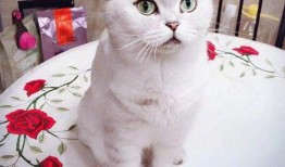 七七和铲屎官娱乐吃瓜君