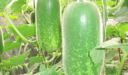 吃瓜娱乐配音制作方法,打造你的专属趣味声音