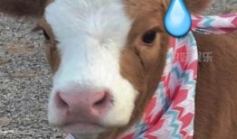 娱乐吃瓜酱玩梗,娱乐吃瓜酱带你领略网络梗界的风花雪月