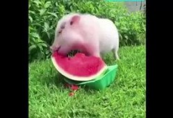 猪猪娱乐吃瓜,揭秘娱乐圈那些吃瓜背后的故事