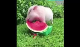 猪猪娱乐吃瓜,揭秘娱乐圈那些吃瓜背后的故事